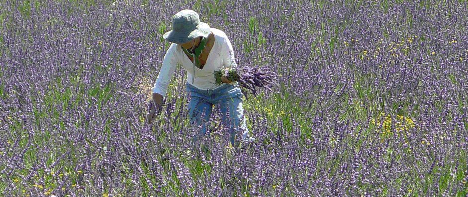A destilaria artesanal de óleos essenciais