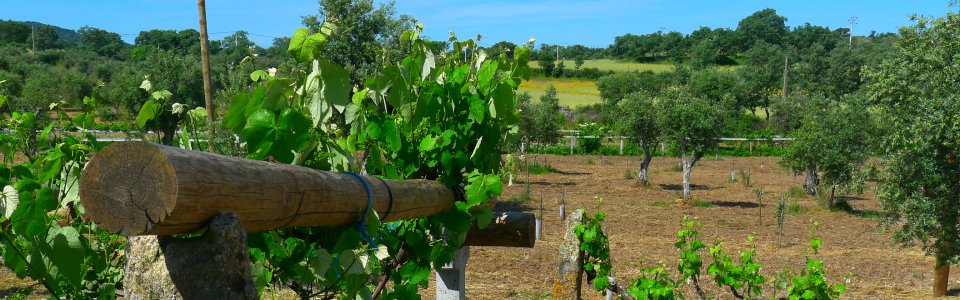 A Lavanda: Cor, Perfume e Saúde